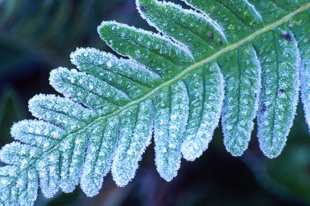 Lightly Frosted