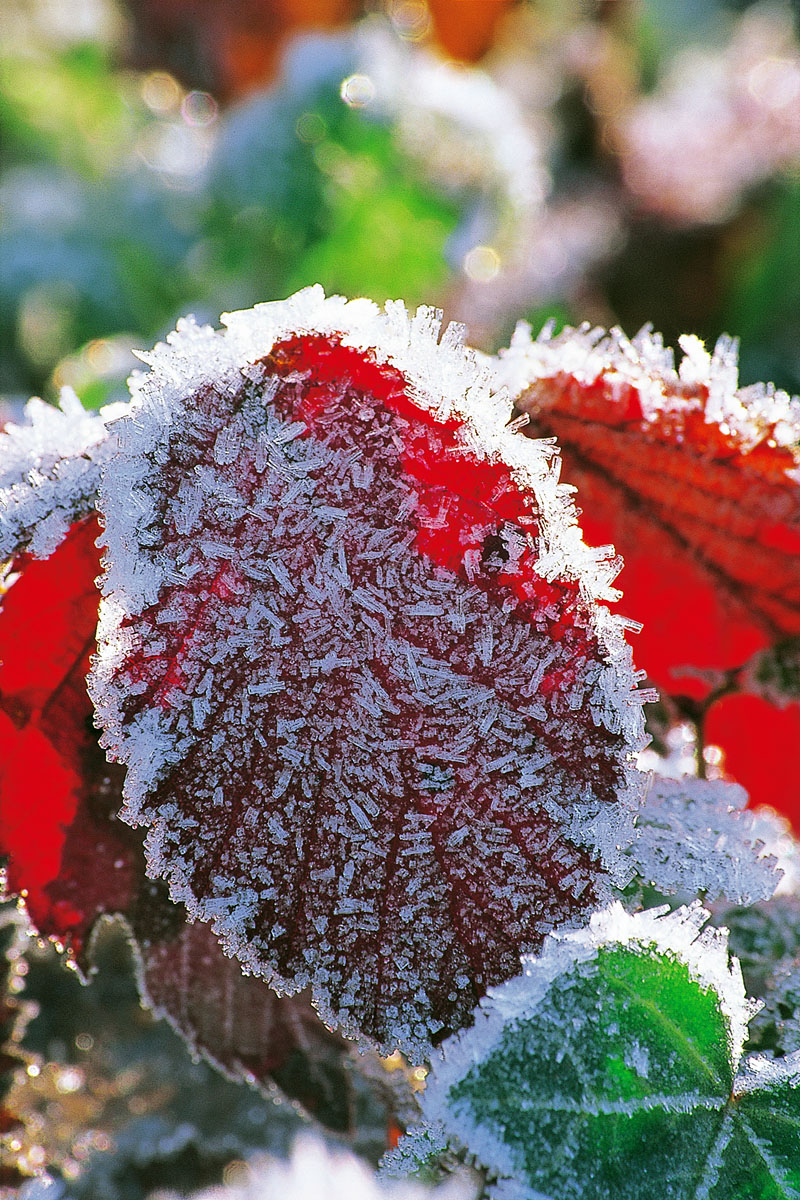 Frosty leaf