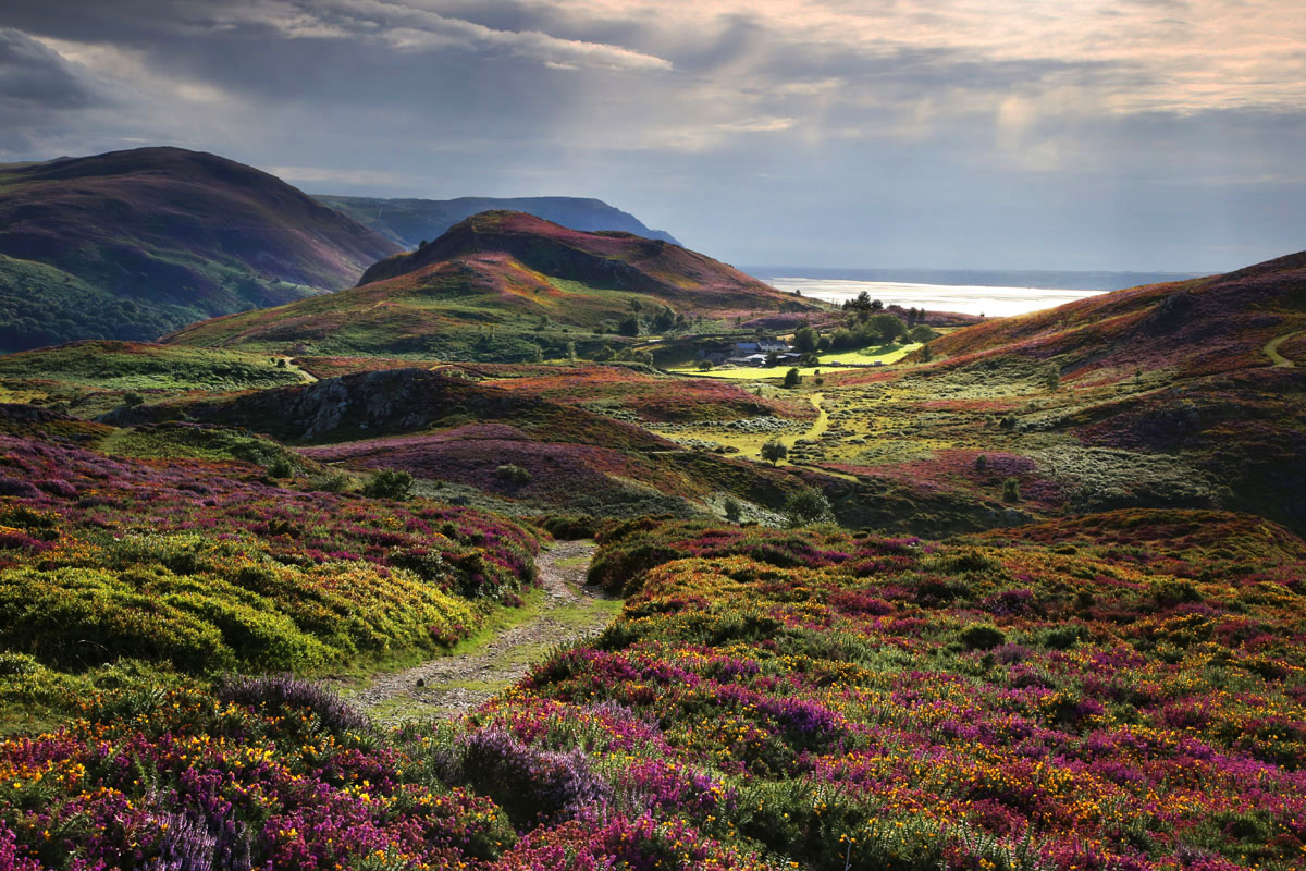 Moorland carpet