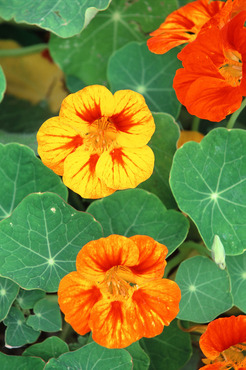 Nasturtium