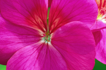 Geranium